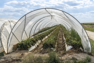 Rows of strawberry plants in tunnel cultivation, Manheim, North Rhine-Westphalia, Germany