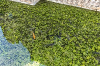 Koi and fish in Paffendorf Castle moat, Paffendorf, North Rhine-Westphalia, Germany