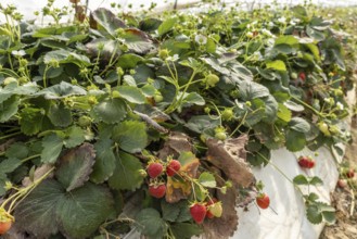 Close-up of strawberries on a bush in a polytunnel, Manheim, North Rhine-Westphalia, Germany
