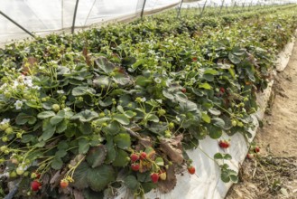 Close-up of strawberries on a bush in a polytunnel, Manheim, North Rhine-Westphalia, Germany