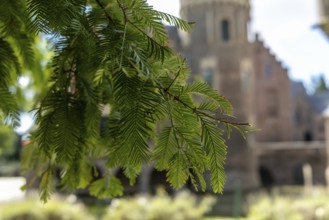 Branch with castle in the background, Paffendorf, North Rhine-Westphalia, Germany