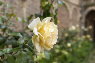 Yellow rose in the courtyard of Paffendorf Castle, North Rhine-Westphalia, Germany