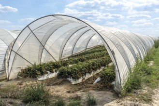 Rows of strawberry plants in tunnel cultivation, Manheim, North Rhine-Westphalia, Germany