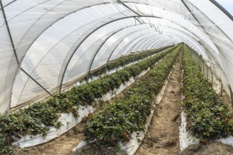 Rows of strawberry plants in tunnel cultivation, Manheim, North Rhine-Westphalia, Germany