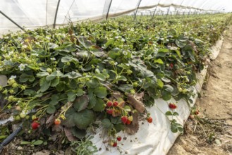 Strawberry plants with fruit in a foil tunnel, Manheim, North Rhine-Westphalia, Germany