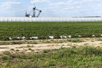 Strawberry field with open-cast mining excavator in the background, Manheim, North