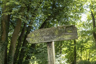 Old wooden sign in the forest, Paffendorf, North Rhine-Westphalia, Germany