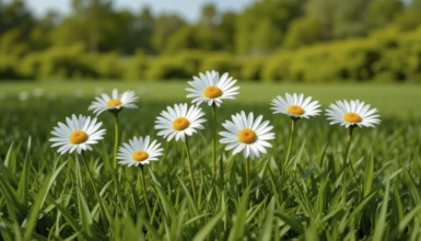 Close-up shot of daisies in a field of green grass with trees in the background, capturing the