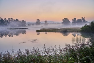 Morning atmosphere with early morning fog at a pond in the nature reserve Schoren, Mühlau, Freiamt,