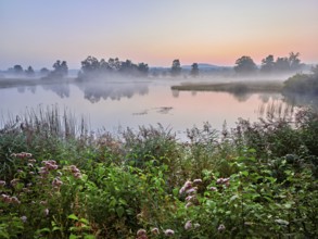 Morning atmosphere with early morning fog at a pond in the nature reserve Schoren, Mühlau, Freiamt,