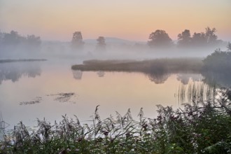 Morning atmosphere with early morning fog at a pond in the nature reserve Schoren, Mühlau, Freiamt,