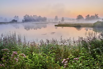 Morning atmosphere with early morning fog at a pond in the nature reserve Schoren, Mühlau, Freiamt,