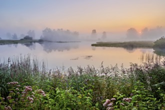 Morning atmosphere with early morning fog at a pond in the nature reserve Schoren, Mühlau, Freiamt,