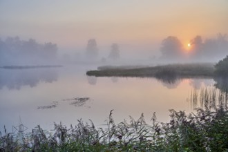 Morning atmosphere with early morning fog at a pond in the nature reserve Schoren, Mühlau, Freiamt,