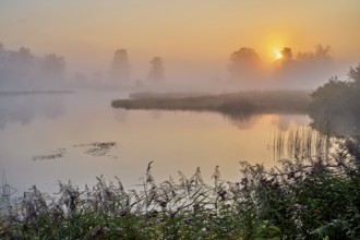 Morning atmosphere with early morning fog at a pond in the nature reserve Schoren, Mühlau, Freiamt,