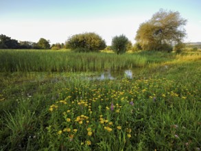 Meadow with flowering elecampane (Inula helenium), Schoren nature reserve, Mühlau, Freiamt, Canton,
