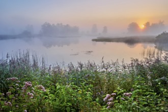 Morning atmosphere with early morning fog at a pond in the nature reserve Schoren, Mühlau, Freiamt,