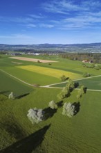 Flowering pear trees and rape fields, Geltwil, Freiamt, Canton, Aargau, Switzerland