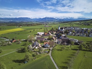 Village view with field of flowering rape, behind the Rigi and the snow-covered Alps, Beinwil,