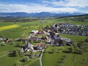 Village view with field of flowering rape, behind the Rigi and the snow-covered Alps, Beinwil,
