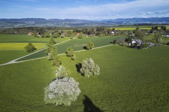 Blossoming pear trees and rape fields, behind the snow-covered Alpstein, Geltwil, Freiamt, Canton,
