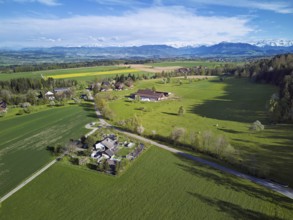 Blossoming pear trees and rape fields, behind the snow-covered Alpstein, Geltwill, Freiamt, Canton,