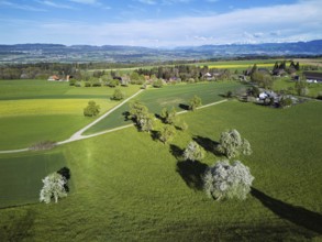 Blossoming pear trees and rape fields, behind the snow-covered Alpstein, Geltwill, Freiamt, Canton,