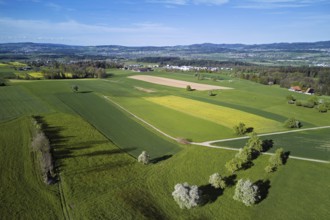 Blossoming pear trees and rape fields, in the background the Reuss valley, Geltwil, Freiamt,