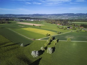 Blossoming pear trees and rape fields, in the background the Reuss valley, Geltwil, Freiamt,