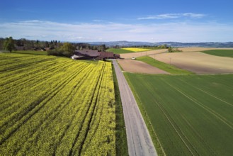 Agricultural fields and rape fields in bloom in the hamlet, Winterschwil, Beinwil, Freiamt, Canton,