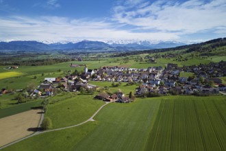 Village view with field of flowering rape, behind the Rigi and the snow-covered Alps, Beinwil,