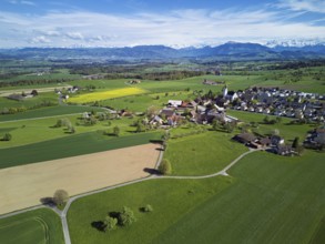 Village view with field of flowering rape, behind the Rigi and the snow-covered Alps, Beinwil,