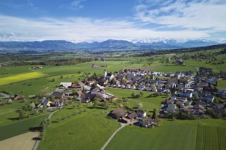Village view with field of flowering rape, behind the Rigi and the snow-covered Alps, Beinwil,