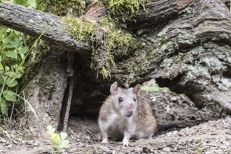 Norway rat (Rattus norvegicus), Emsland, Lower Saxony, Germany