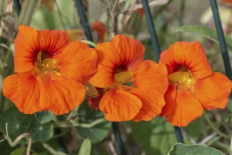 Nasturtium (Tropaeolum majus), Emsland, Lower Saxony, Germany