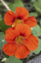 Nasturtium (Tropaeolum majus), Emsland, Lower Saxony, Germany