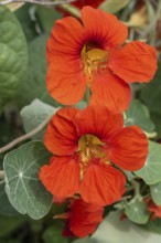 Nasturtium (Tropaeolum majus), Emsland, Lower Saxony, Germany