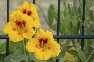 Nasturtium (Tropaeolum majus), Emsland, Lower Saxony, Germany