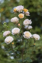English shrub rose (Rosa Charles Austin), Emsland, Lower Saxony, Germany