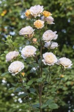 English shrub rose (Rosa Charles Austin), Emsland, Lower Saxony, Germany