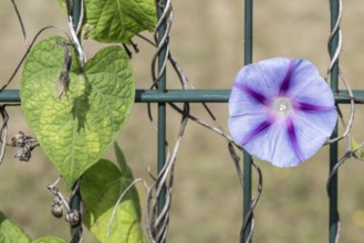 Funnel bindweed (Ipomaea tricolor), Emsland, Lower Saxony, Germany