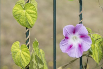 Funnel bindweed (Ipomaea tricolor), Emsland, Lower Saxony, Germany