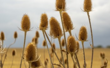 Dry teasel seedheads in front of blurry back