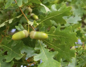 Closeup shot of some green acorns and oak leaves in natural ambiance