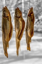 Some smoked trouts hanging side by side