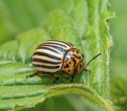 Closeup shot of a Colorado potato beetle on green potato leaf