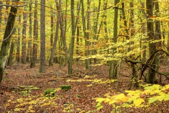 Colorful autumn forest scenery seen around Hardheim, a municipality in the district of