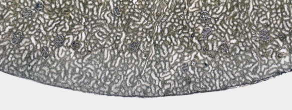 Microscopic cross section showing a detail of the kidney from a rat