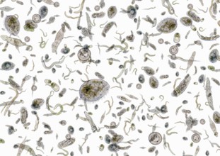 Micrography showing lots of various freshwater microorganisms in light back