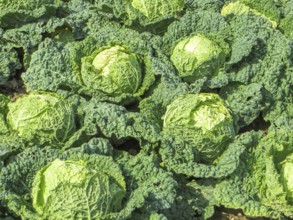 Sunny illuminated cabbage plants closeup